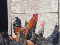 Chickens — 照片 3