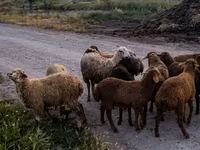 Qoç, Qoyunlar — foto 1