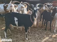Koza, Toggenburg goat — foto 6
