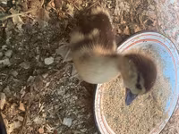 Ducks — photo 3