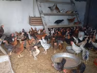 Chickens — photo 2