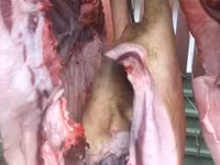 Cerdos (lote, sexo no especificado), Мангалица — foto 3