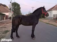 Kůň, Friesian — foto 4
