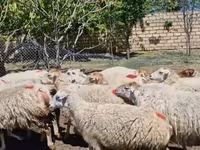 母羊, Sheep — 照片 3