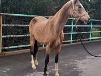 Mare, Akhal-Teke — photo 4