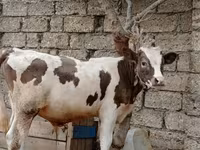 मवेशी (लॉट, लिंग निर्दिष्ट नहीं), मवेशी — फ़ोटो 4