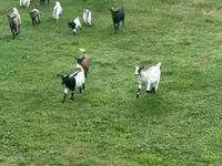 Cabra, Dutch Landrace goats — foto 5