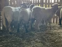 Ovelha, Merinoland sheep — foto 5
