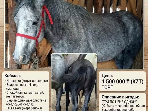 母马, Percheron