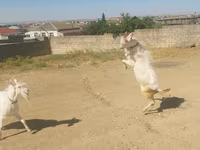 Goats (batch, sex not specified), Goats — photo 6