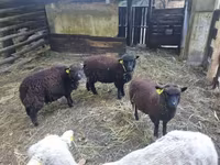 भेड़, Southdown sheep — फ़ोटो 1