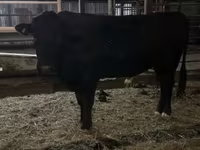 Bull, Aberdeen-Angus — photo 2