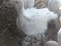 Turkeys — الصورة 3