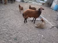 Qoç, Qoyunlar — foto 5