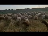 Sheep, Sheep — photo 3