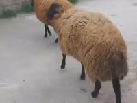 Qoç, Qoyunlar — foto 6