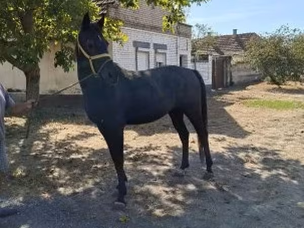 Cavalo, Cavalos
