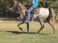 घोड़ा, Rocky Mountain Horse — फ़ोटो 2