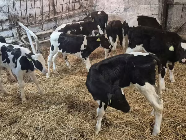 Buğa, Simmental cattle