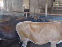 母牛, Cattle — 照片 5