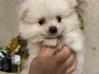 Pomeranian Spitz bala – ağ krem rəngli, super yumuşaq və sıx ikiqat — фото 2