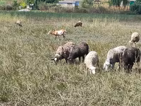 Qoyun, Romanov sheep — foto 1