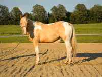 Caballo, American paint horse — foto 4