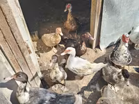 Ducks — foto 2