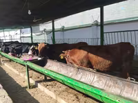 Bovinos (lote, sexo não especificado), Bovinos — foto 6