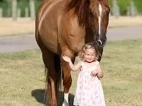 Madyan, Quarter Horse — foto 4