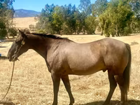 At, Quarter Horse — foto 1