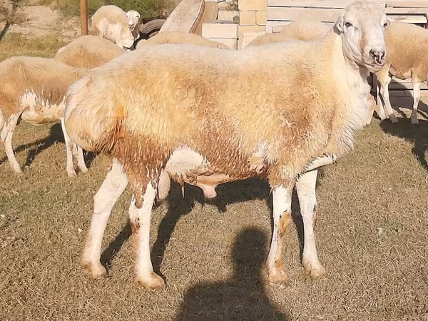 Buğa, Russian Black pied cattle — Azərbaycan