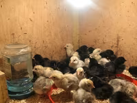 Chickens — photo 1