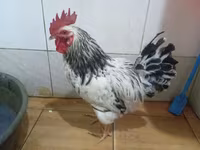 Chickens — foto 6