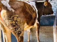 Krava, Simmental cattle — foto 2