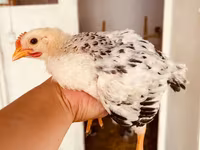 Chickens — foto 1
