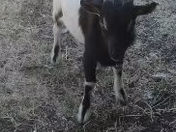 Козел, Nigerian dwarf goats