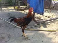 Chickens — photo 4