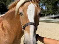 فرس, Haflinger — الصورة 3