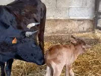 Touro, Zebu — foto 3