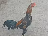 Chickens — foto 2