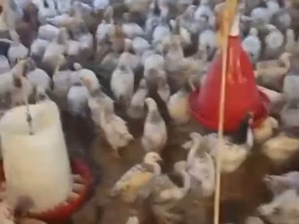 Chickens — Azərbaycan