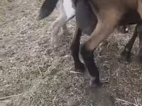 Dişi keçi, Czech Brown Shorthaired goats — foto 2