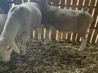 Ovelha, Merinoland sheep — foto 1