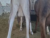 Dişi keçi, Nubian Goat — foto 4