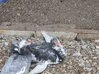 Chickens — foto 5