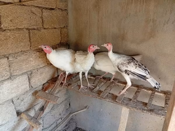 Turkeys — Azərbaycan