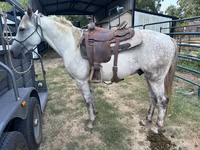 Hengst, Missouri foxtrotter — Foto 3