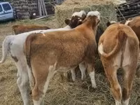 Byk, Simmental cattle — zdjęcie 6