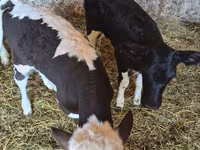 Cow, Russian Black pied cattle — photo 3